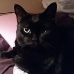 Artemis - @artemisbrown2004 - Instagram