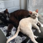 Artemis & Halloumi - @artemis_brown_in_the_town - Instagram