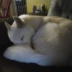 Artemis Entreri Mills-Brown - @artemis_the_pomsky - Instagram