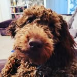 Artemis Lupa Lendon Brown - @artie_pup - Instagram