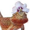 Artemis - @artemis_the_red_dragon - TikTok
