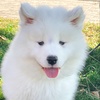 Artemis - @artemis_samoyed - TikTok