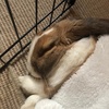 Ella Spencer - @missolivethebunny - TikTok