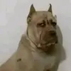 Arthur Almeida - @arthur.almeida1066 - TikTok