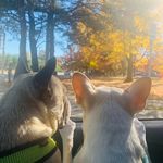 Arthur.Archibald - @mustlovefrenchie - Instagram