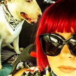 Arthur Baker - @arthurbakerbullterrier - Instagram