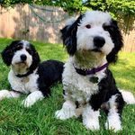 Arthur & Baxter - @arthurandbax - Instagram