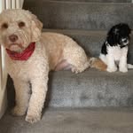 Baxter & Arthur - @baxterarthur1820 - Instagram