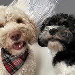 Baxter & Arthur Connor - @baxterarthur_cocka_cavapoo - Instagram