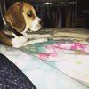 Arthur - @arthur_the_beagle - TikTok