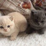 Peggy and Arthur Beebe - @peggyandarthurbeebe - Instagram