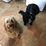 Arthur&Bentley - @arthsandbentley - Instagram