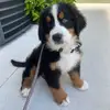 arthur_the_bernese - @arthur_the_bernese - TikTok