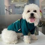 Arthur - @arthurbey_maltese - Instagram