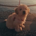 🐾helloitsarthur🐾 - @arthur._bey - Instagram