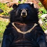 Arthur Bickle - @iamthemoonbear - Instagram
