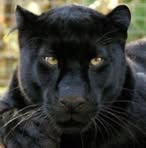 Arthur Black - Facebook