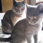 Agnes & Arthur Blue - @agnes_and_arthur_blue - Instagram
