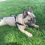 🐾Arthur🐾 - @arthurblue_frenchie - Instagram