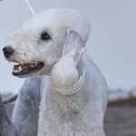 Arthur Blue Diamond from Swiss - @bedlington_arthur - Instagram