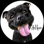Arthur Blue Lucky - @arthur_staffbull - Instagram
