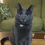 Arthur the Russian Blue - @russianbluearthur - Instagram
