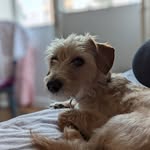 Arthur and Alice - @arthurbuttons - Instagram