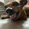 玉米嚕嚕 - @chungarthur - TikTok