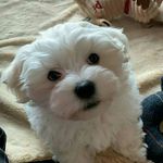 Arthur Morrisey Coates - @arthurmorriseycoates - Instagram