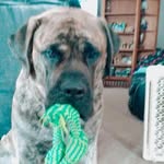 Arthur Cobb - @licky_dog23 - Instagram