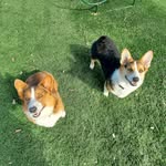 Winston & Arthur 👑 - @sirs.winston.arthur.cobb - Instagram