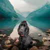 Arthur2021 - @arthur2021_cockerspaniel - TikTok