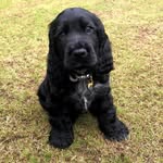 Arthur 🐾 - @arthur__cockerspaniel - Instagram
