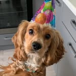 Arthur 🐾 - @arthur_the.cocker - Instagram