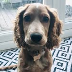 Arthur 🐾 - @arthur.cockerspaniel - Instagram