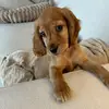 Arthur | Cocker Spaniel Puppy - @cockerspanielarthur - TikTok
