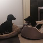 Arthur & Flynn Bailey - @arthurcockerjack_flynnspaniel - Instagram