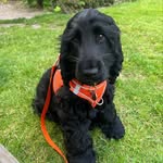 ARTHUR | SHOW COCKER SPANIEL🧡 - @arthurthespaniel_ - Instagram