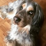 Arthur And His Humans - @arthur.the.cocker_spaniel - Instagram