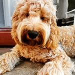 Arthur Andila - @arthur_cockerpoo - Instagram