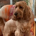 Arthur - @arthu_rcockerspaniel - Instagram