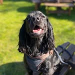 🐾Arthur🐾 - @arthur.the.cocker.spaniel - Instagram