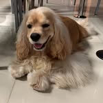 Arthur - @arthur.the.cocker - Instagram