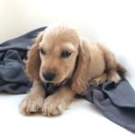 Arthur - @arthur_cocker_spaniel_greece - Instagram