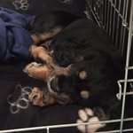 Arthur - @arthur_merry_cocker - Instagram