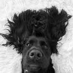 Arthur - @arthur_the_cocker - Instagram