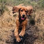 Arthur Cocker Spaniel - @arthur_cockerspaniel - Instagram
