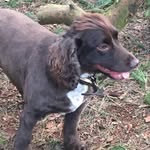 Arthur_cockerspaniel2810 - @arthur_cockerspaniel2810 - Instagram