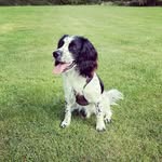 @arthur_cockerspaniel_ - Instagram