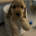 Arthur Gaskin - @arthur_the_show_cocker - Instagram